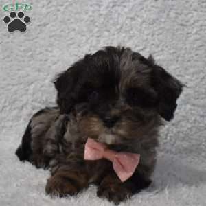 Riley, Forever Puppy